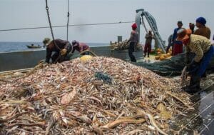 صید غیرمجاز آبزیان توسط سودجویان بدون توجه به ظرفیت دریا