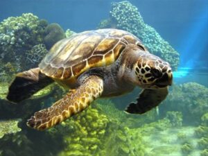 سمپوزیوم ملی حفاظت از لاک پشت های دریایی چابهار