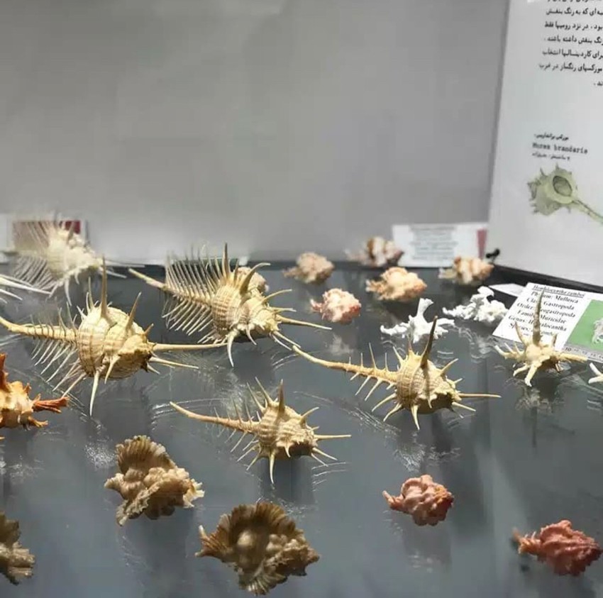 نادرترین گونه های دریایی را در «موزه صدف ناژوان» ببینید