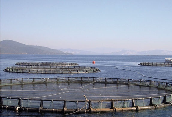 محصولات پرورش ماهی در دریا خرید حمایتی می شود