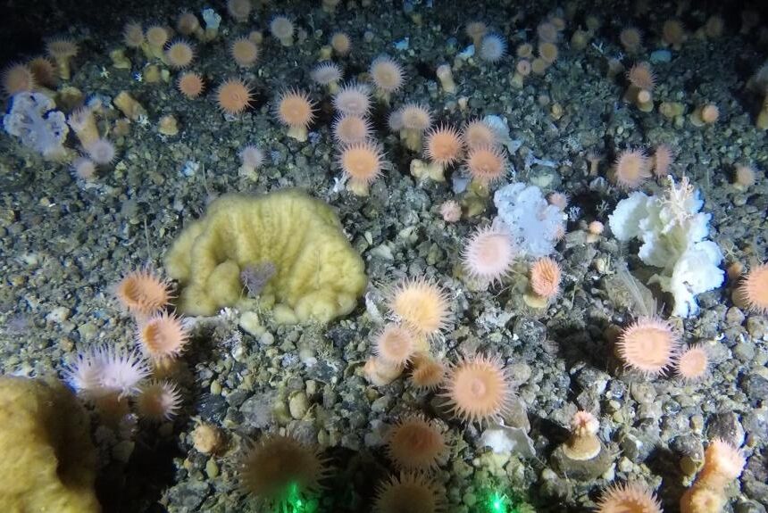 کشف باغ مرجانی در اعماق دریای گرینلند