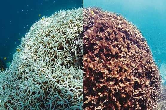 آبسنگ‌های مرجانی جزیره خارک