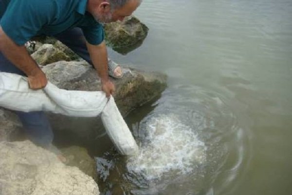 رهاسازی بچه ماهی در مازندران