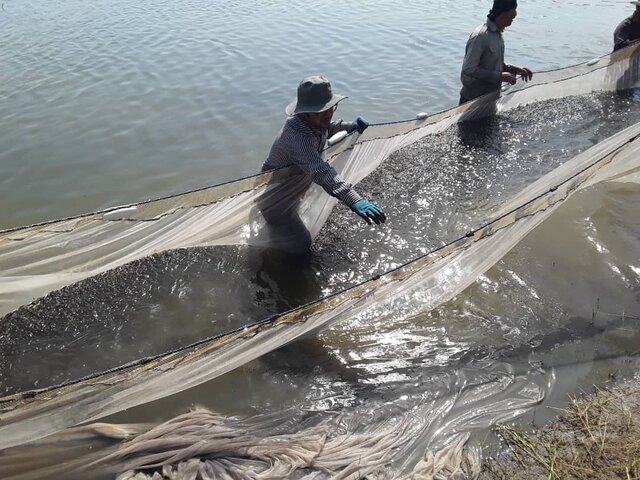 وضعیت اسفبار صید پره در مازندران!