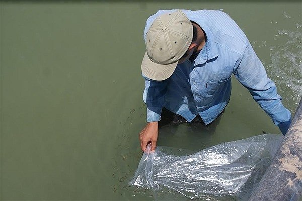 ۴۲ میلیون قطعه بچه ماهی استخوانی در رودخانه های گلستان رهاسازی شد