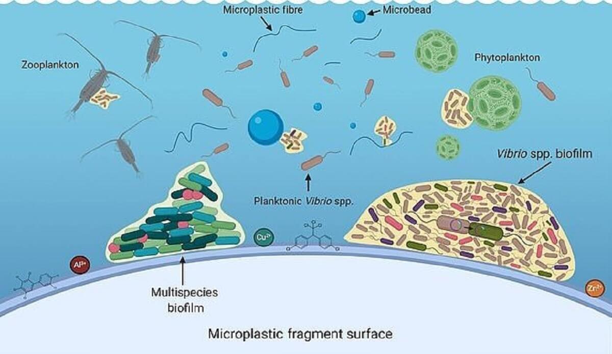 آلودگی‌های پلاستیکی در اقیانوس‌ها موجب گسترش بیماری می‌شود
