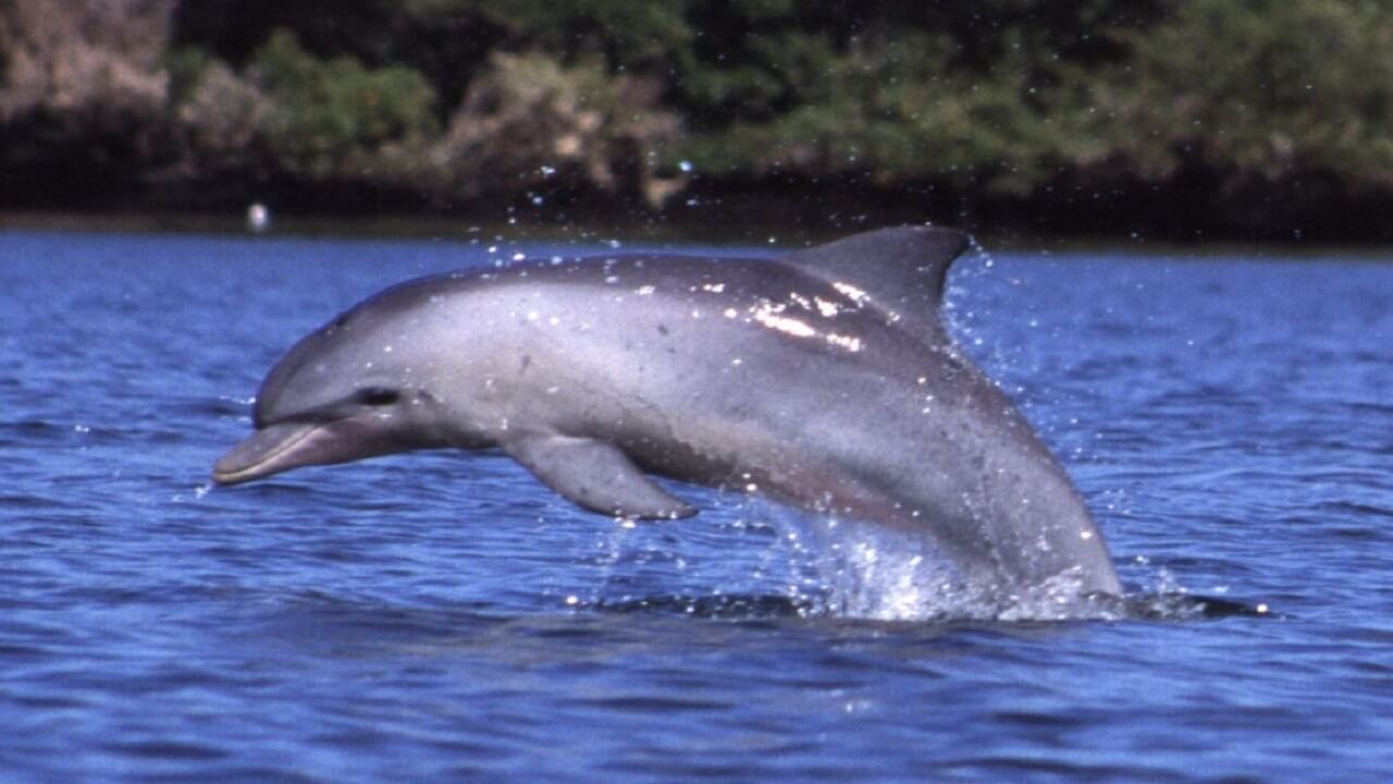 طرح اقدام و عمل حفاظت از دلفین گوژپشت خلیج فارس تدوین شد