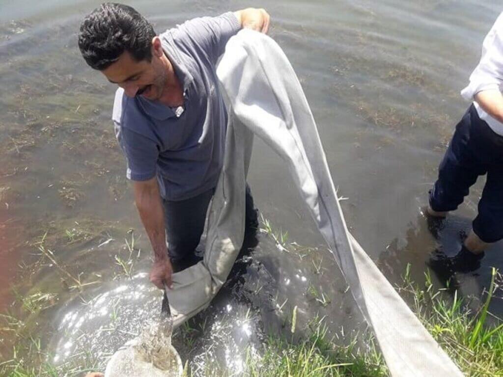 رهاسازی بچه ماهی در منابع آبی بندر خرمشهر