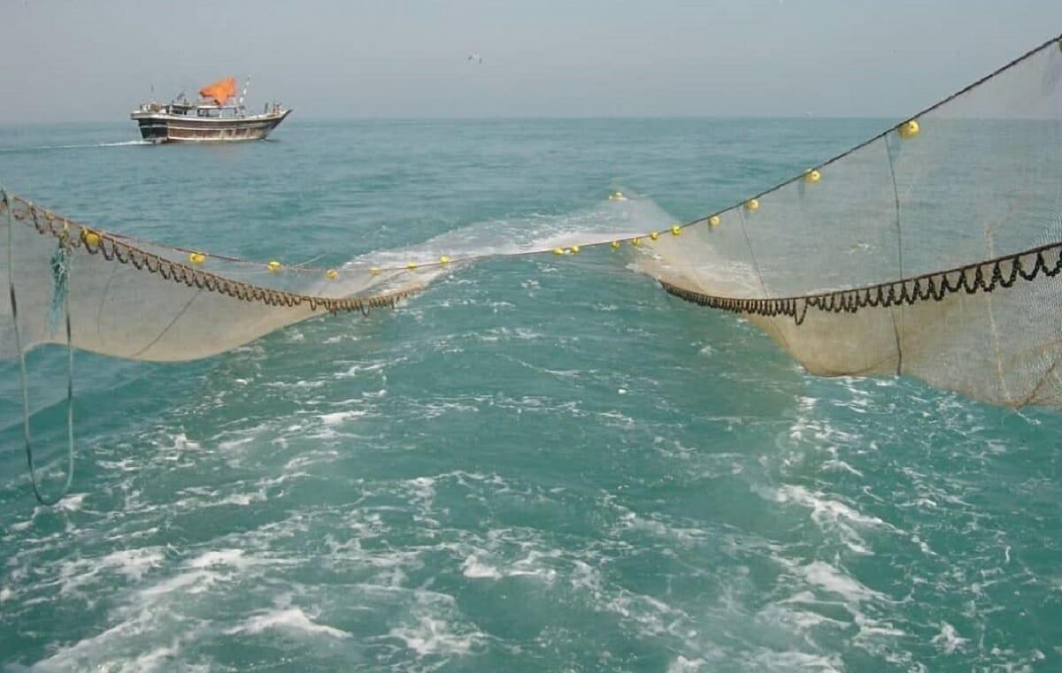 صیادن بوشهری برای صید طلای صورتی به دریا زدند