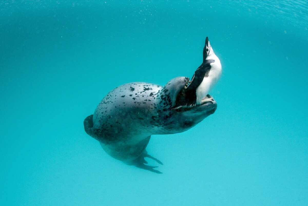 پنگوئن‌ها هنگام شکار در زیر آب آواز می‌خوانند