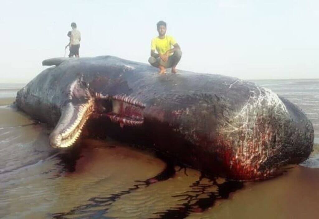 مرگ نهنگ غول‌پیکر در ساحل بریزیگ سیریک