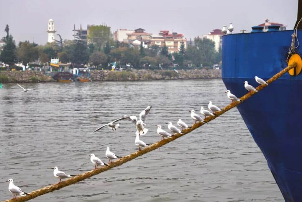 پرندگان دریایی بر روی طناب لنگر کشتی در اسکله بندر انزلی
