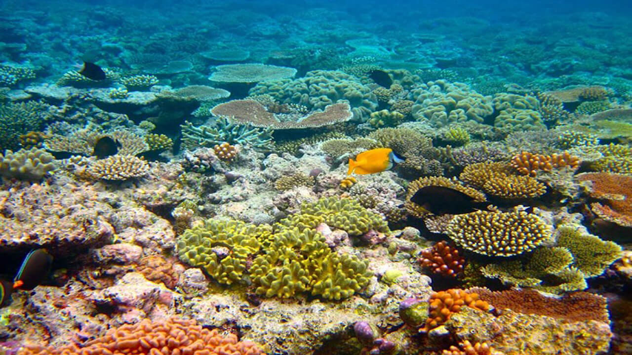 وضعیت آبسنگ‌های مرجانی خلیج فارس مساعد نیست