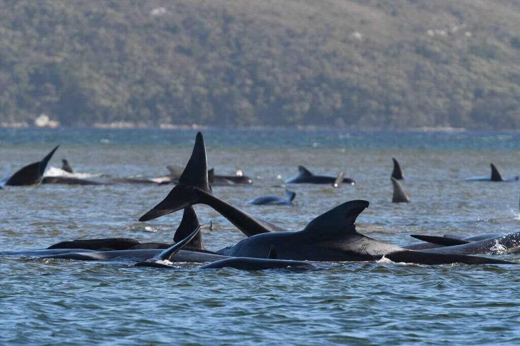 به ساحل زدن و خودکشی و مرگ نهنگ ها در جزیره تاسمانی استرالیا