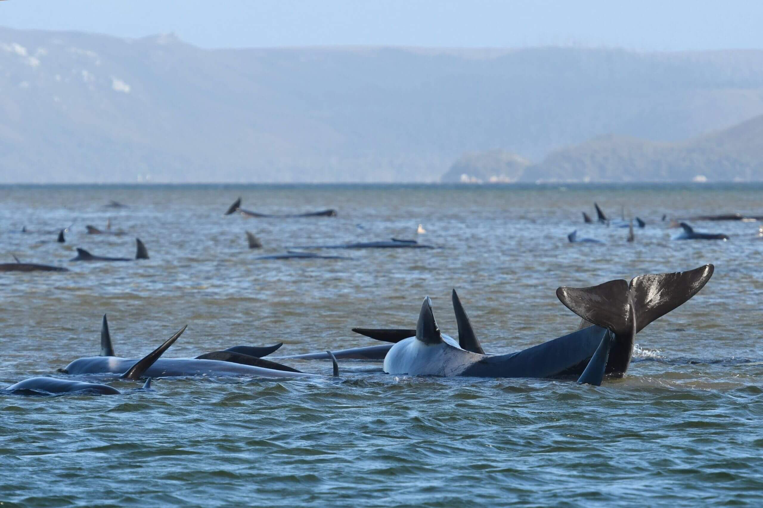 نهنگ‌ها و دلفین‌ها در معرض خطر جدی و فوریِ انقراض