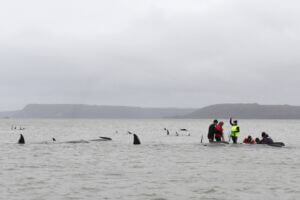 به ساحل زدن و خودکشی و مرگ نهنگ ها در جزیره تاسمانی استرالیا