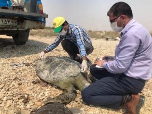 رهاسازی لاک‌پشت‌های سبز در ساحل پارک ملی دریایی نایبند بندر عسلویه