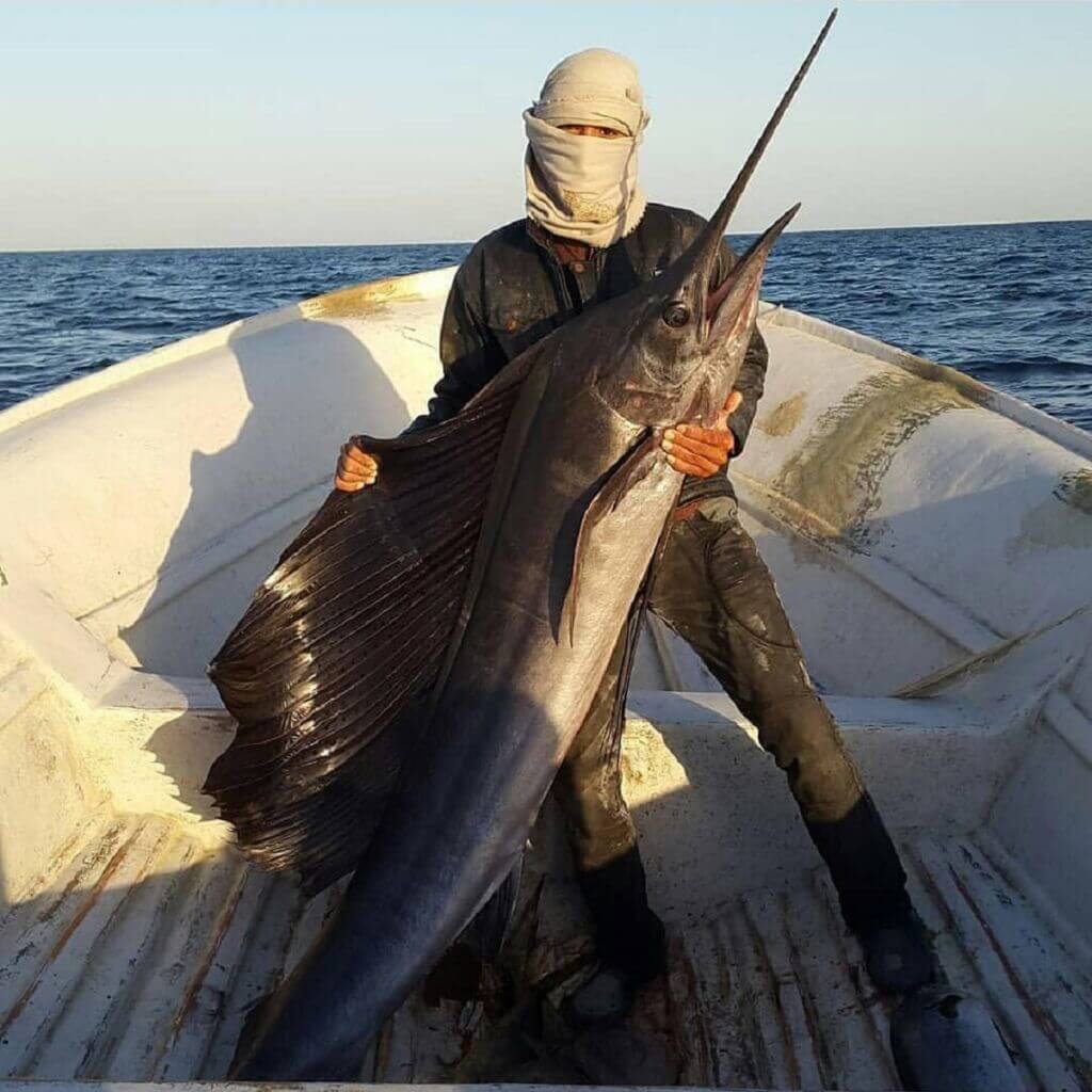 صید نیزه ماهی(بادبان ماهی-ماهی مارلین) توسط صیادان بوشهری