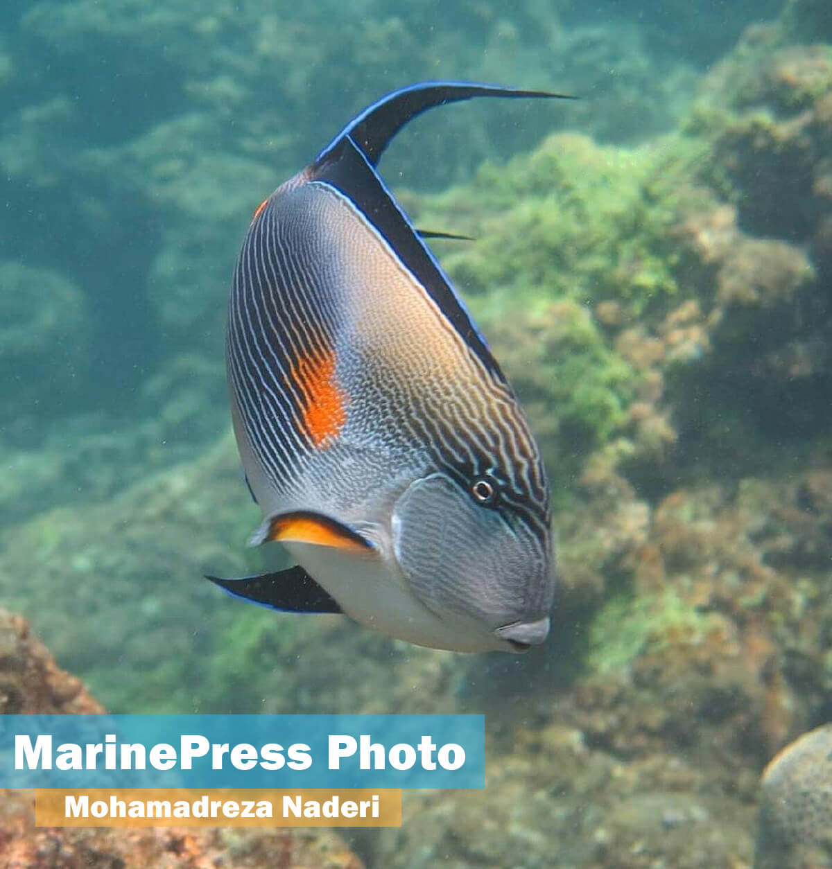 از لاکپشت دریایی تا گیتار ماهی؛ تنوع آبزیان خلیج فارس