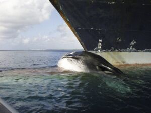 برخورد نهنگ آبی با کشتی