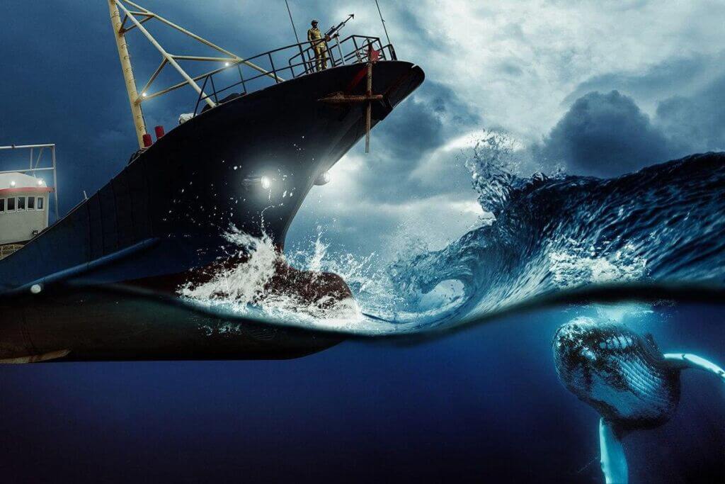 برخورد نهنگ با کشتی