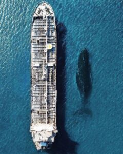 نهنگ آبی در کنار کشتی تانکر نفتکش