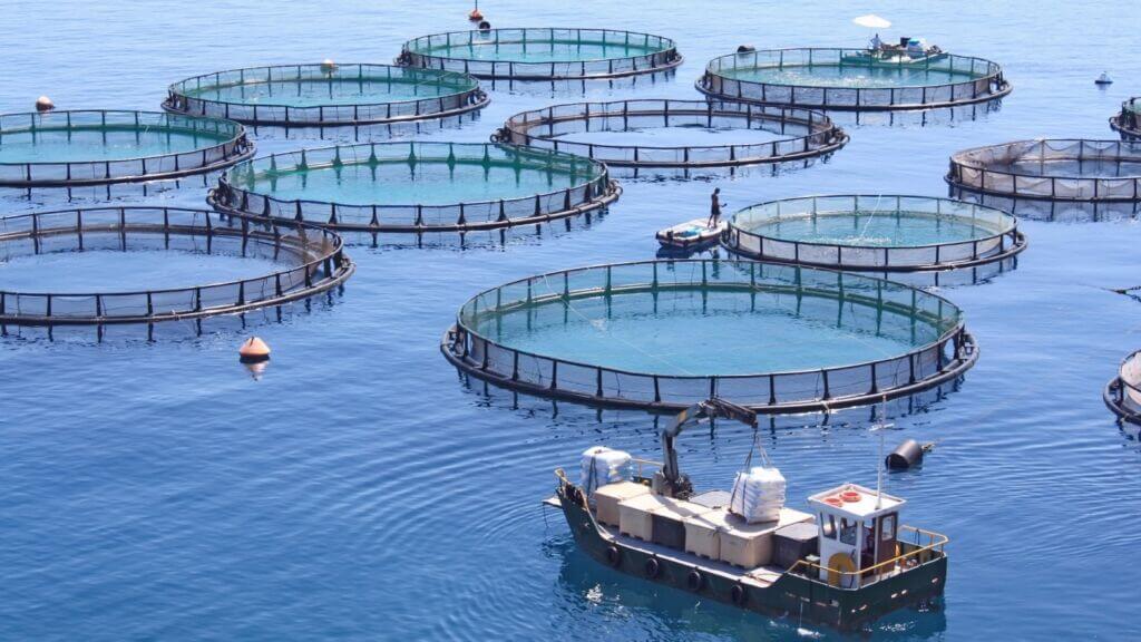 صنعت پرورش ماهی در قفس