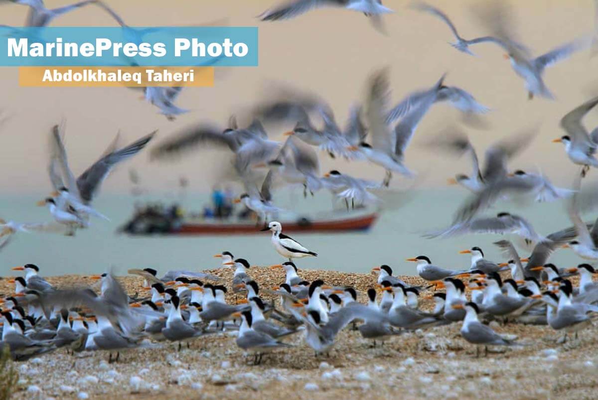 ساحل بوشهر؛ بهشت پرندگان