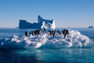 پنگوئن بر روی یخ های قطب جنوب در حال آب شدن در اقیانوس