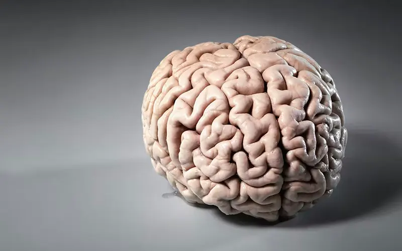 شکل کلی مغز انسان شبیه مرجان های کیش