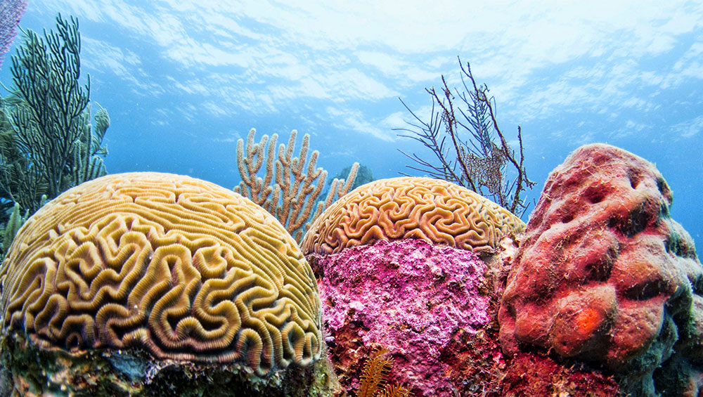 مرجان‌های رنگارنگ گرمسیری مناطق کم عمق جزیره کیش